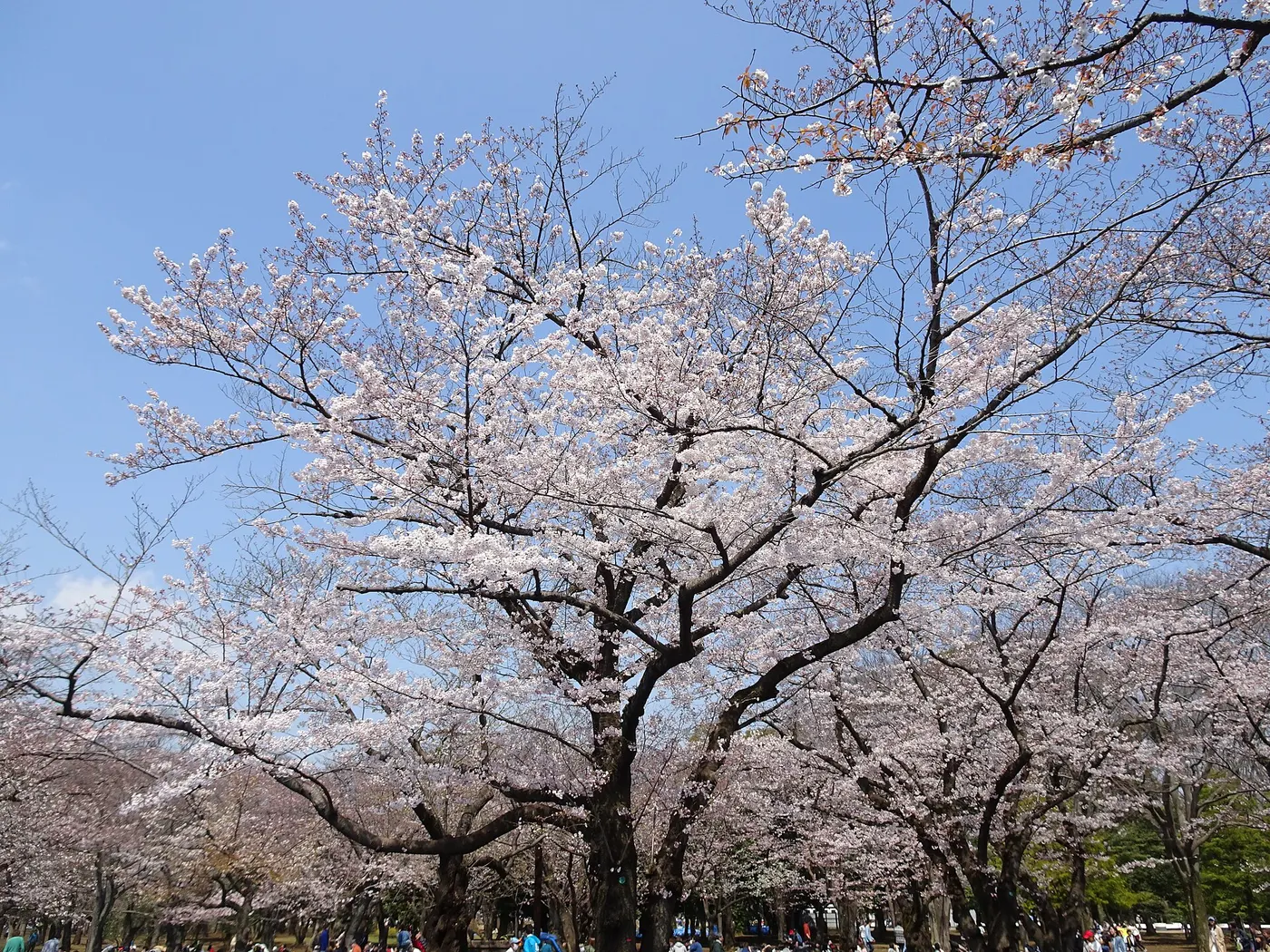 Open lawns and trees in Yoyogi Park beside Harajuku, Tokyo.