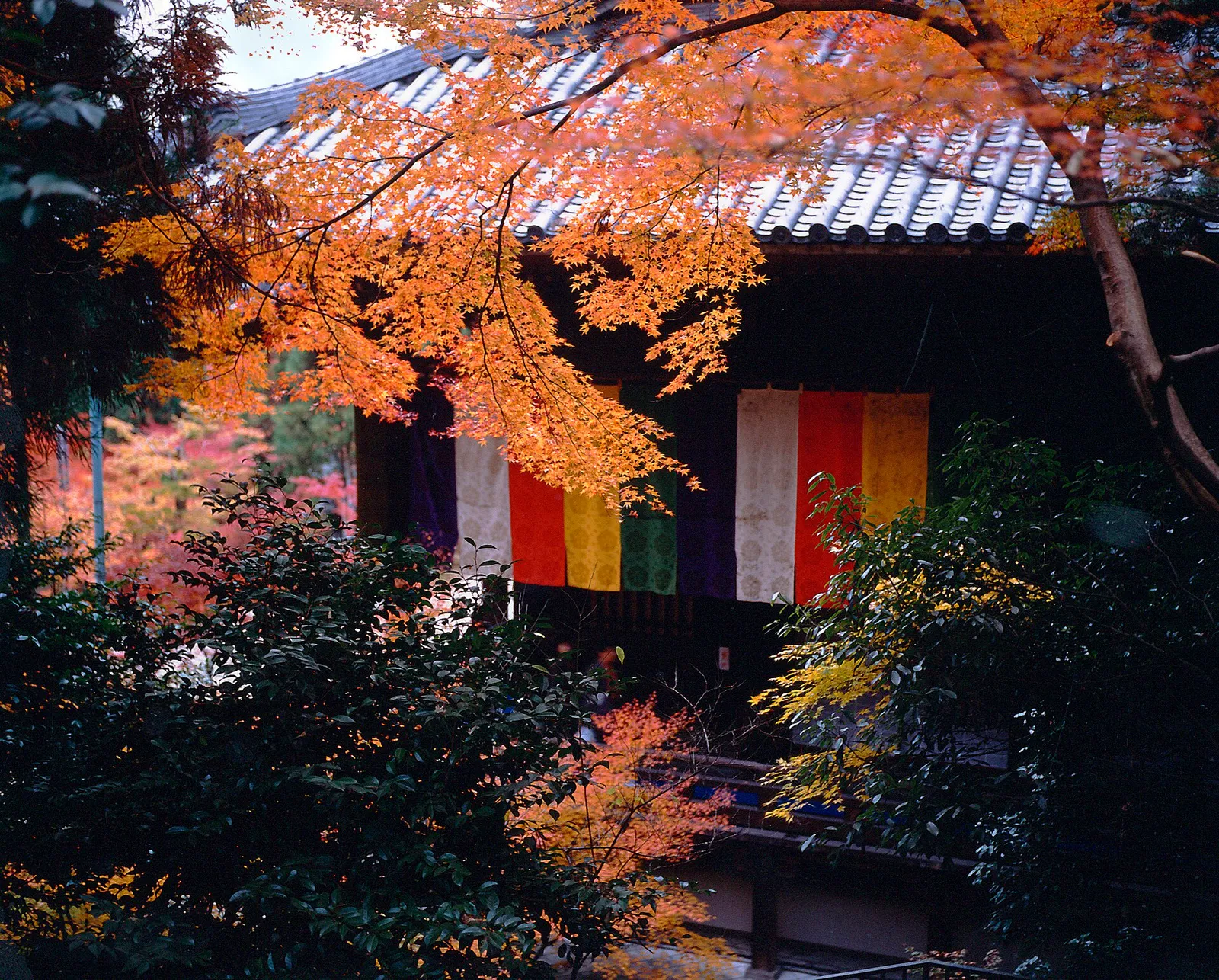 Fiery autumn maple leaves framing a temple hall hung with colourful banners at Eikando in Kyoto.