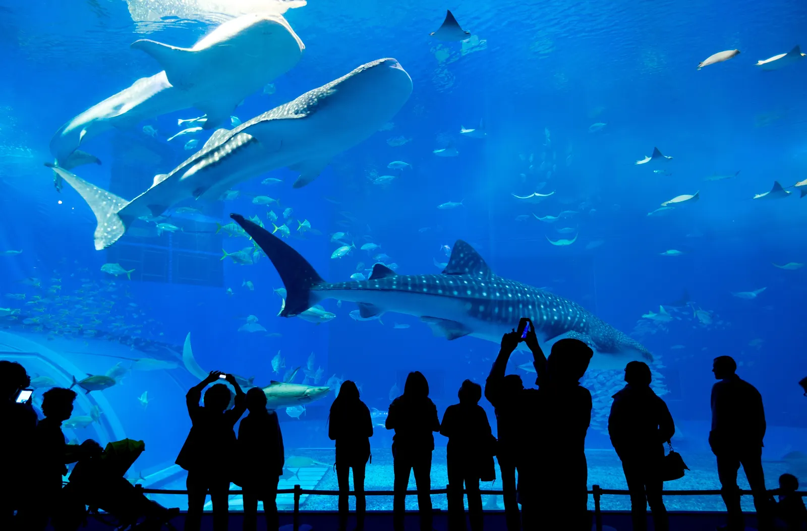 A whale shark gliding through a vast central aquarium tank as visitors watch in silhouette.